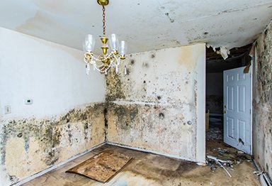 Mold Damage In A Home